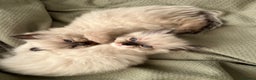 Ragdoll cats for sale: Fluffy Ragdoll Sisters - Advert 2