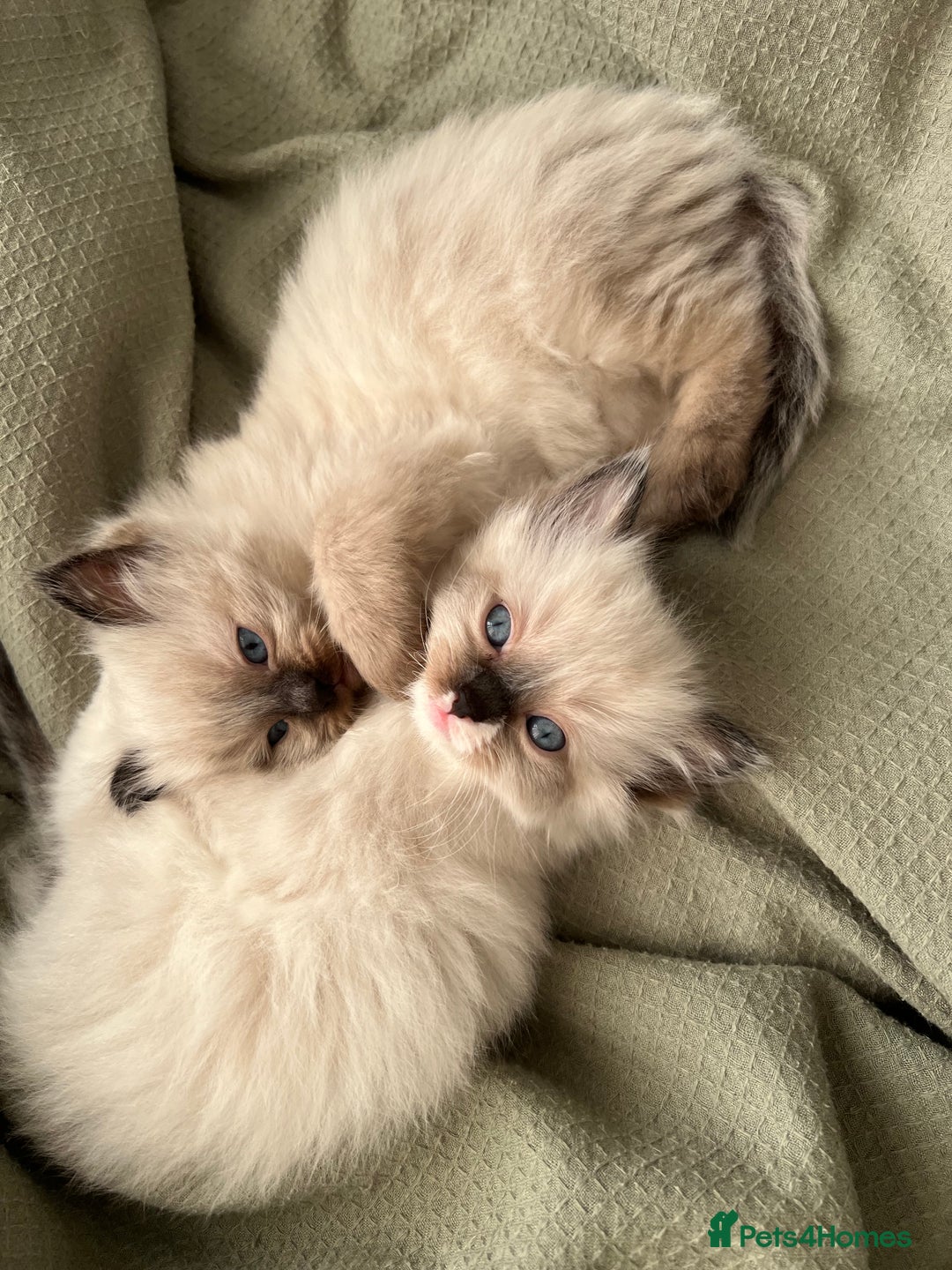 Ragdoll cats for sale: Fluffy Ragdoll Sisters - Advert 2