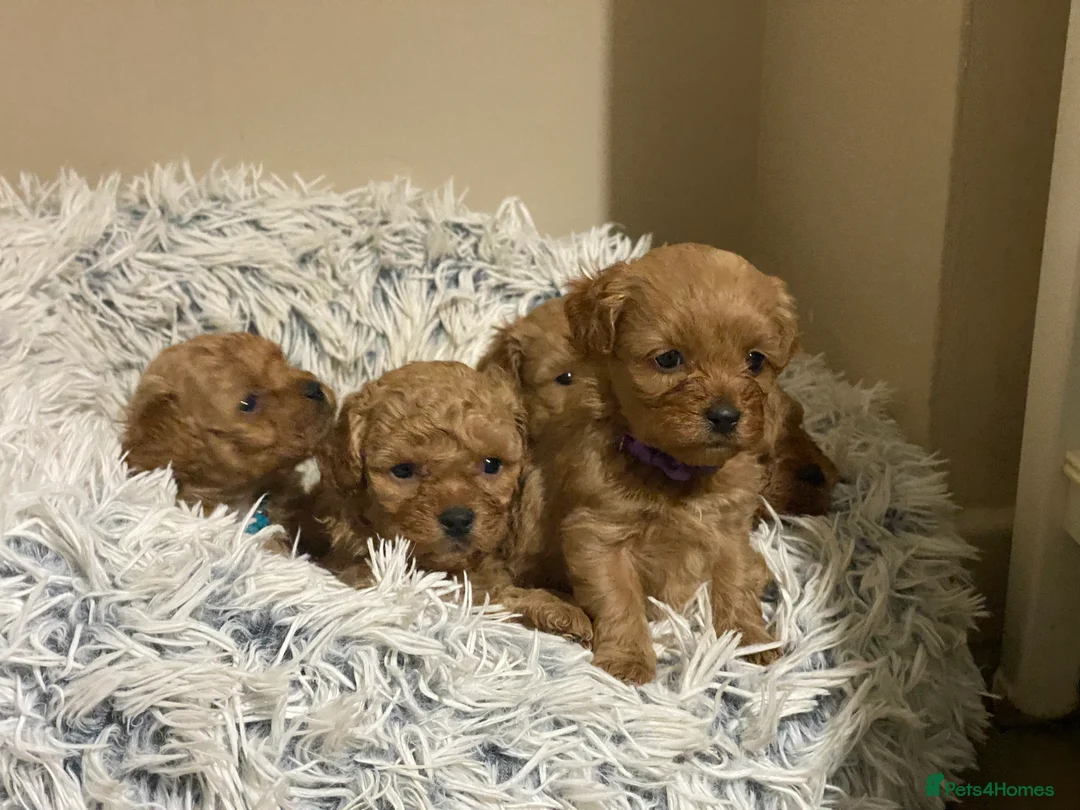 Shihpoo dogs for sale: 5 x female F1b Shihpoo pups - Advert 3