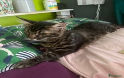 Maine Coon cats for sale: Gorgeous Black & Black Smoke kittens TICA parents - Image 35