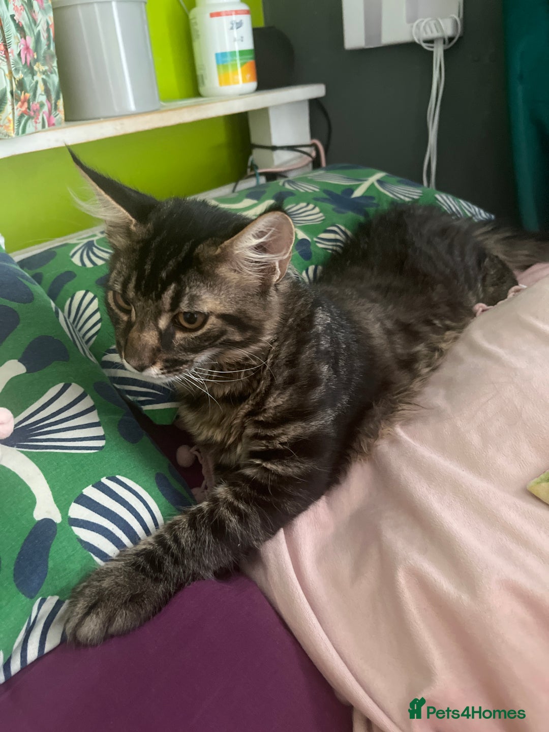Maine Coon cats for sale: Gorgeous Black & Black Smoke kittens TICA parents - Image 35