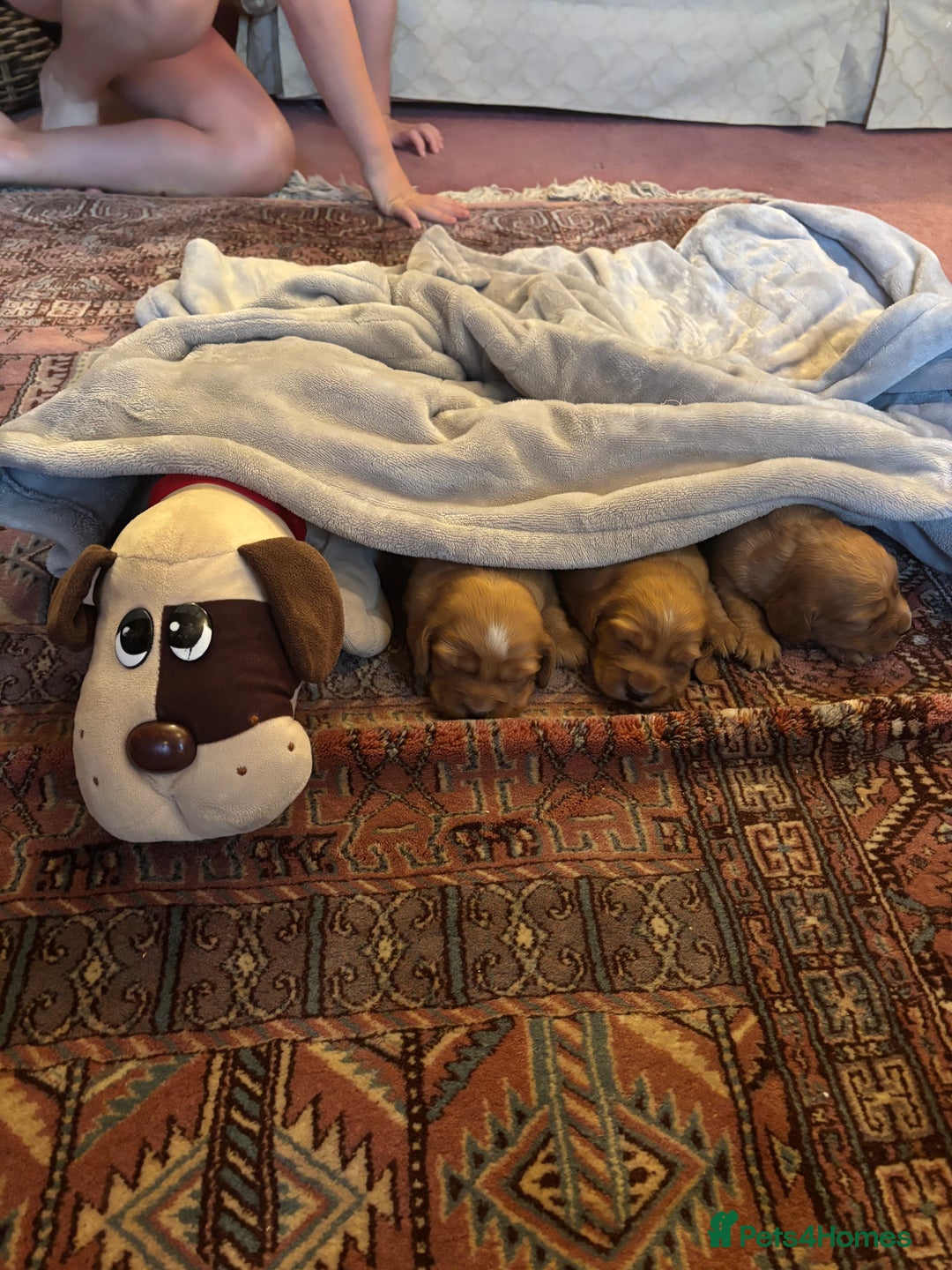 Cocker Spaniel dogs for sale: Cocker spaniel puppies for sale - Image 2