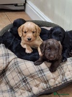 Cocker Spaniel dogs - Advert 2