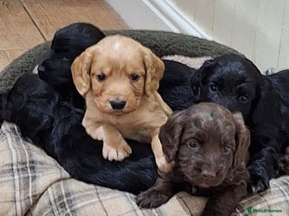 Cocker Spaniel dogs - Advert 16