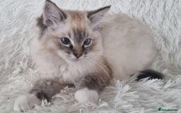 Ragdoll cats for sale: 💞BEAUTIFUL FULL PEDIGREE TICA RAGDOLL KITTENS 💞 - Image 20