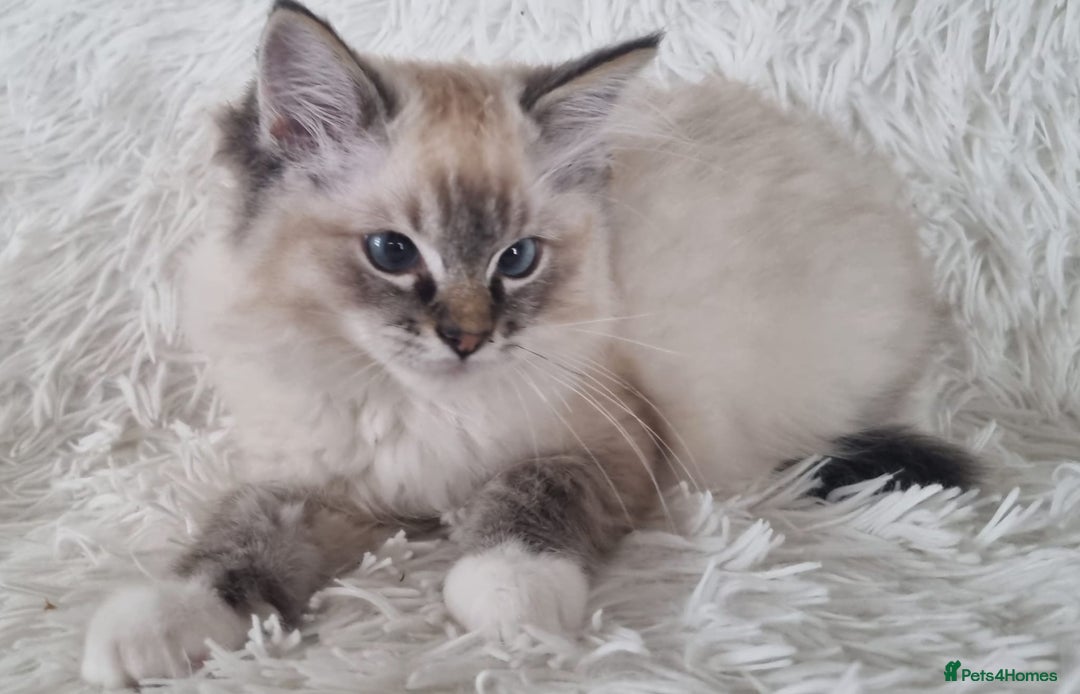 Ragdoll cats for sale: 💞BEAUTIFUL FULL PEDIGREE TICA RAGDOLL KITTENS 💞 - Image 20