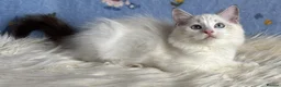 Ragdoll cats for sale: Beautiful Tica Registered Kittens Ragdoll - Advert 30