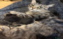 Mixed Breed cats for sale: Siberian X domestic female looking for new home - Image 2
