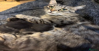 Mixed Breed cats - Advert 8