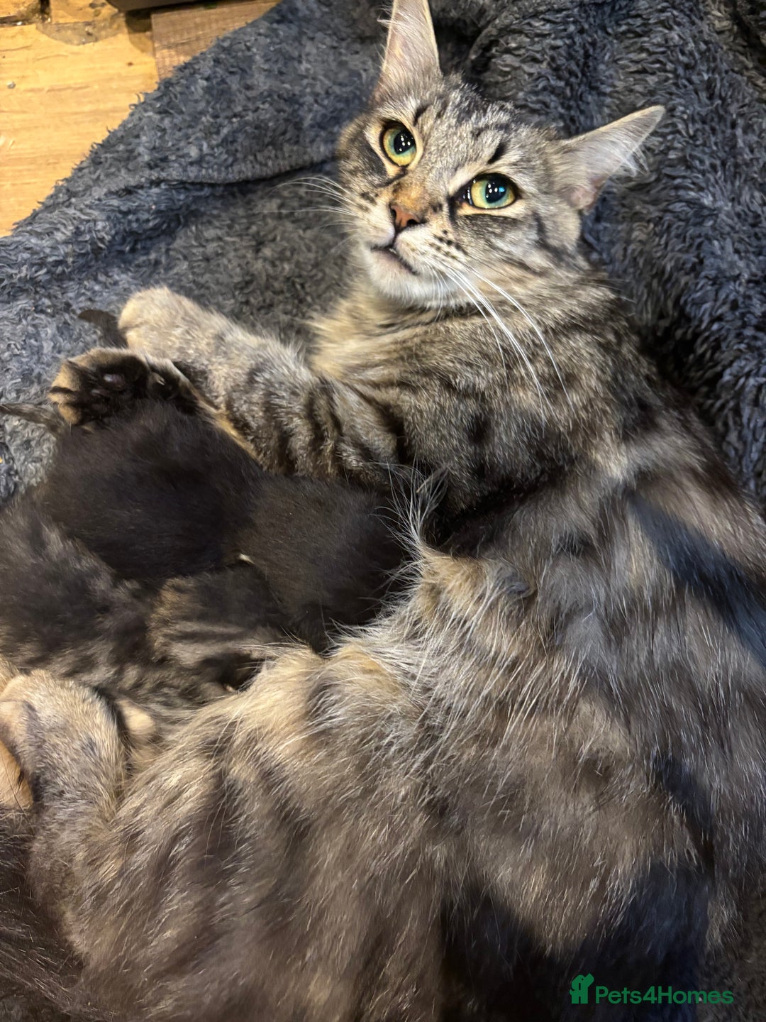 Mixed Breed cats for sale: Siberian X domestic female looking for new home - Image 2