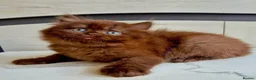 British Shorthair cats for sale: British cinnamon/brown longhair kitten for sale.  - Advert 4