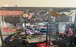 Rat rodents for sale: 3 male rats and massive amount of accessories  - Image 15