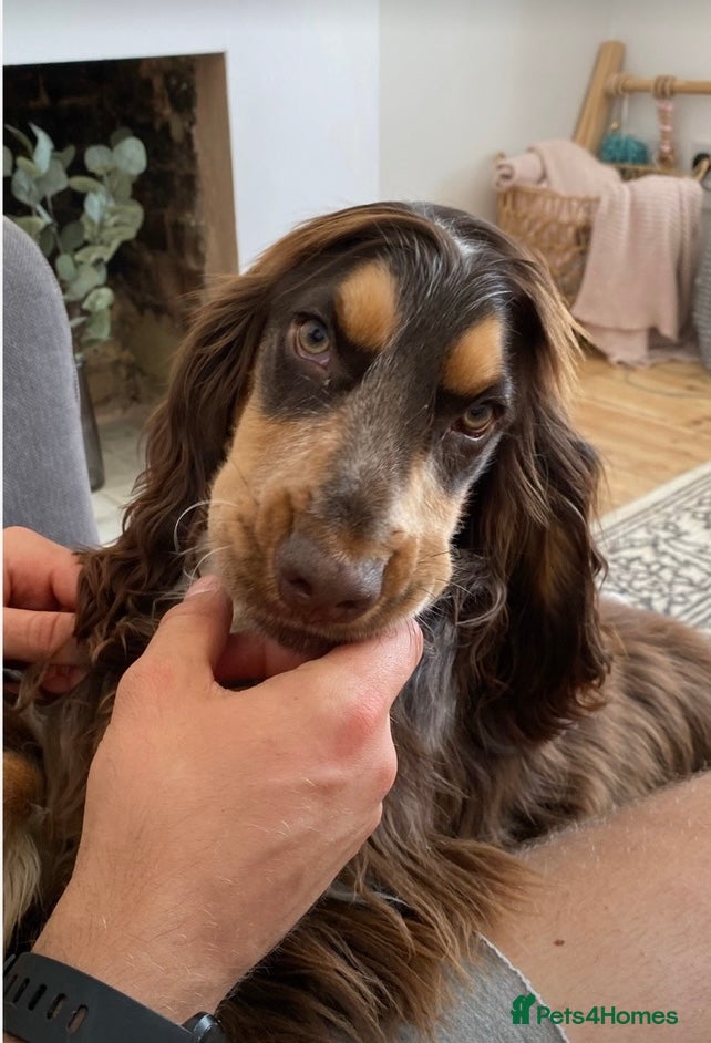 Cocker Spaniel dogs PROVEN Cocker Spaniel-Chocolate Sable DNA TESTED in Henlow - Advert 22