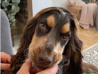 Cocker Spaniel dogs in Henlow - Advert 8