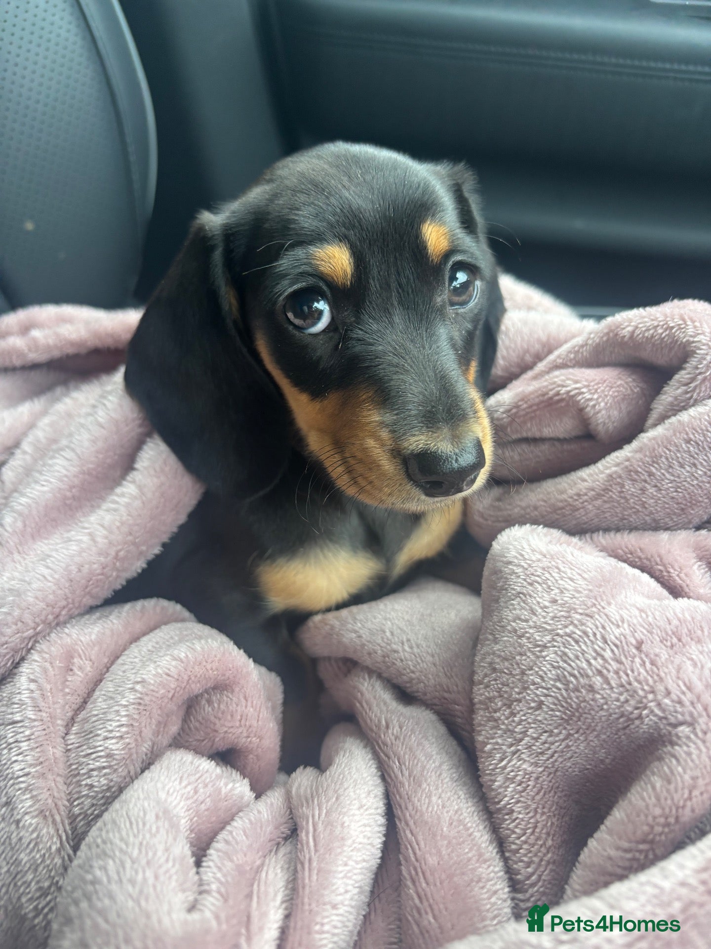 Miniature Dachshund dogs Miniature smooth coated Dacshund’s  - Advert 1