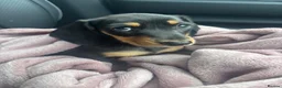 Miniature Dachshund dogs for sale: Miniature smooth coated Dacshund’s  - Advert 1