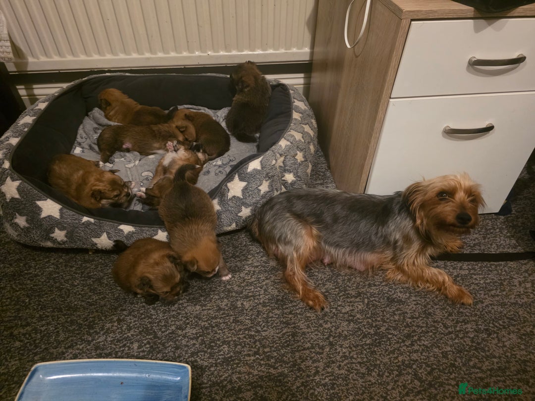 Mixed Breed dogs for sale: Yorkie-pom puppies  - Image 20