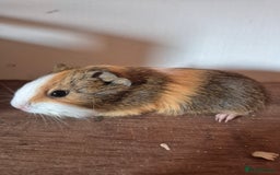 Guinea Pig rodents for sale: Piggies ready to go! - Image 2