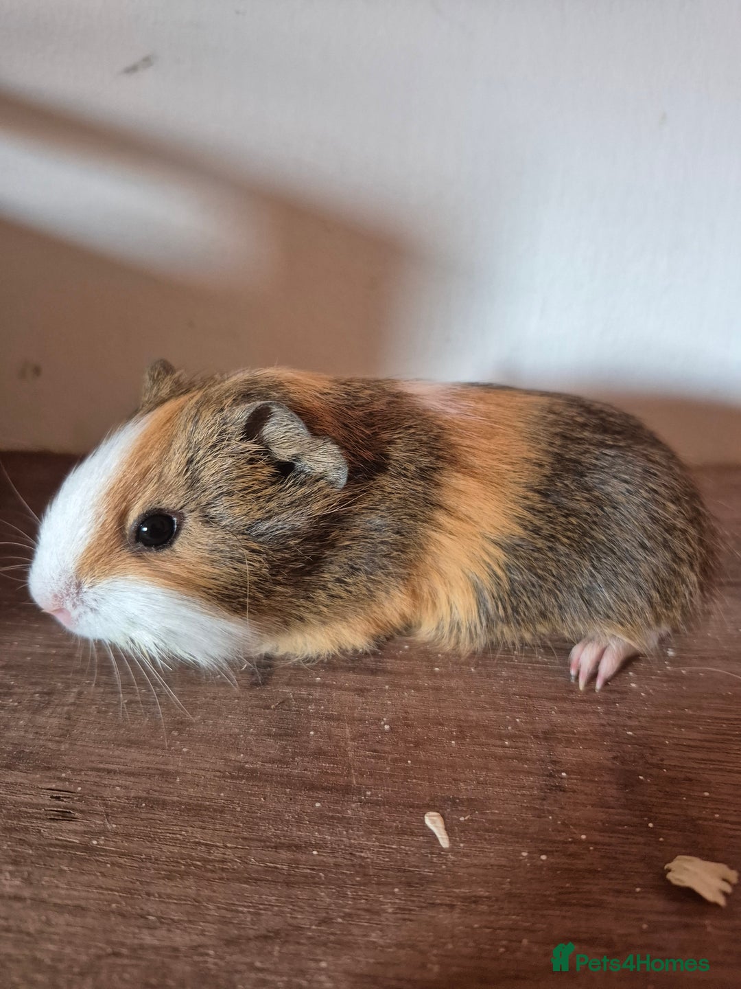 Guinea Pig rodents for sale: Piggies ready to go! - Image 2