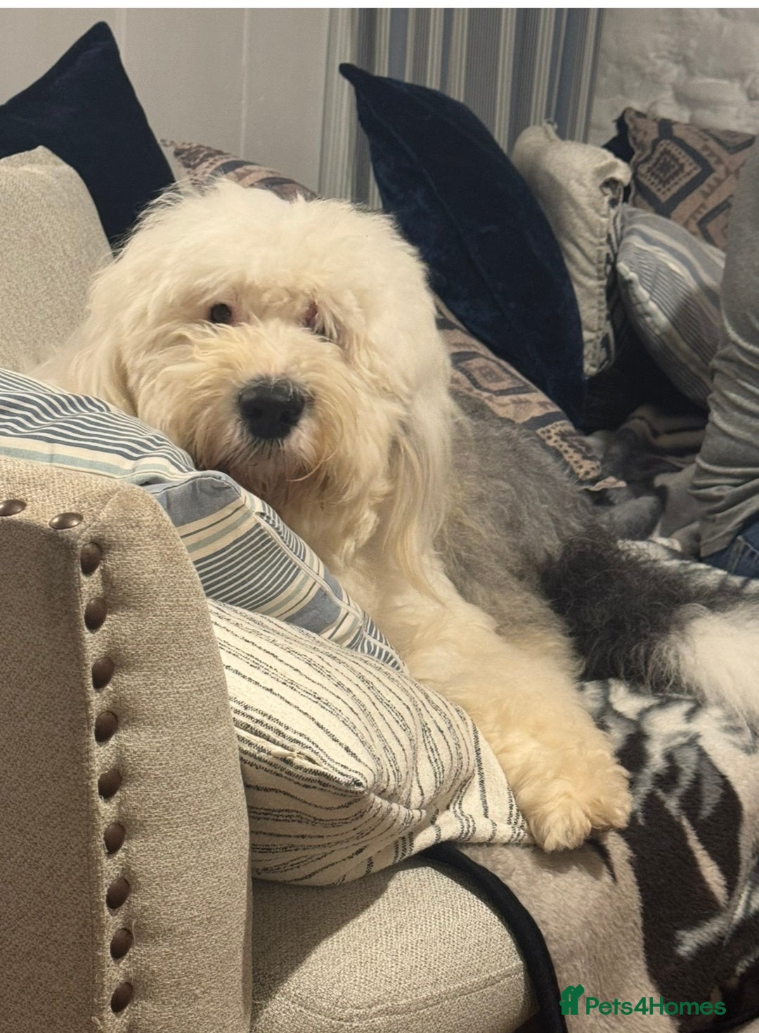 Old English Sheepdog dogs for stud: Ted Bear - Advert 2