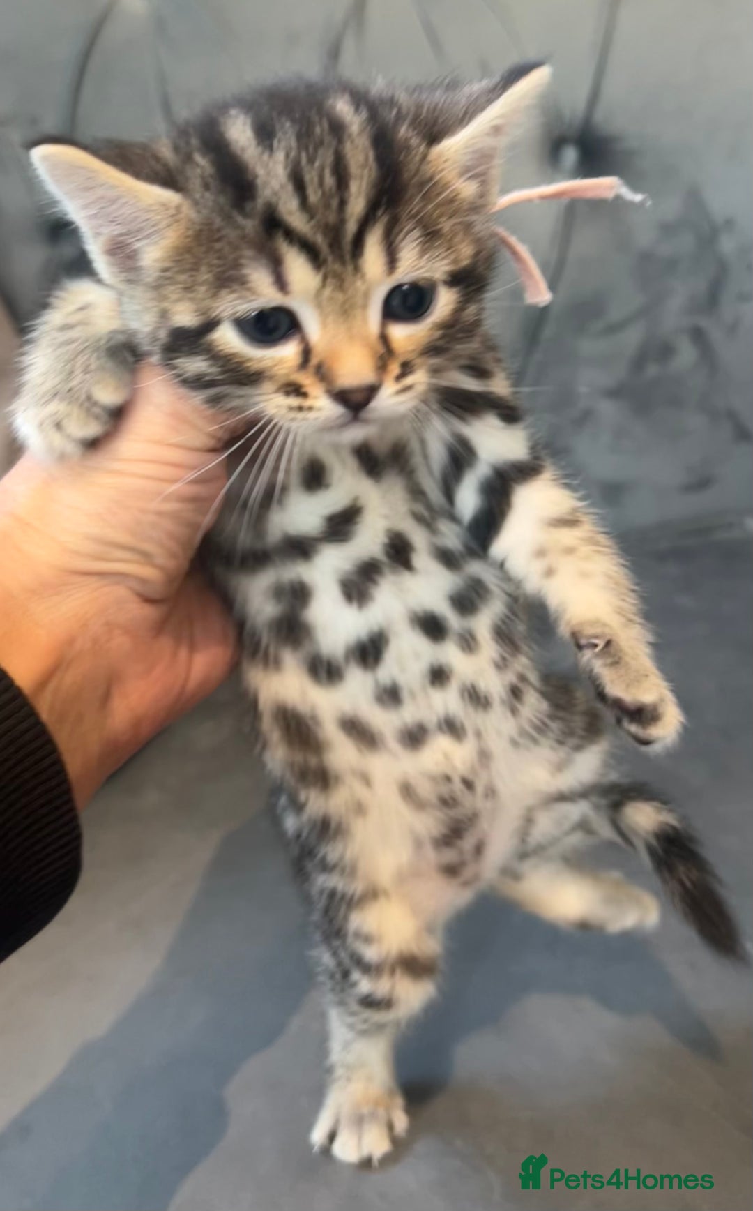Bengal cats for sale: Stunning litter of Pure Bengals - Image 8