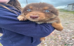 Border Collie dogs for sale: Gorgeous collie pups  - Image 5