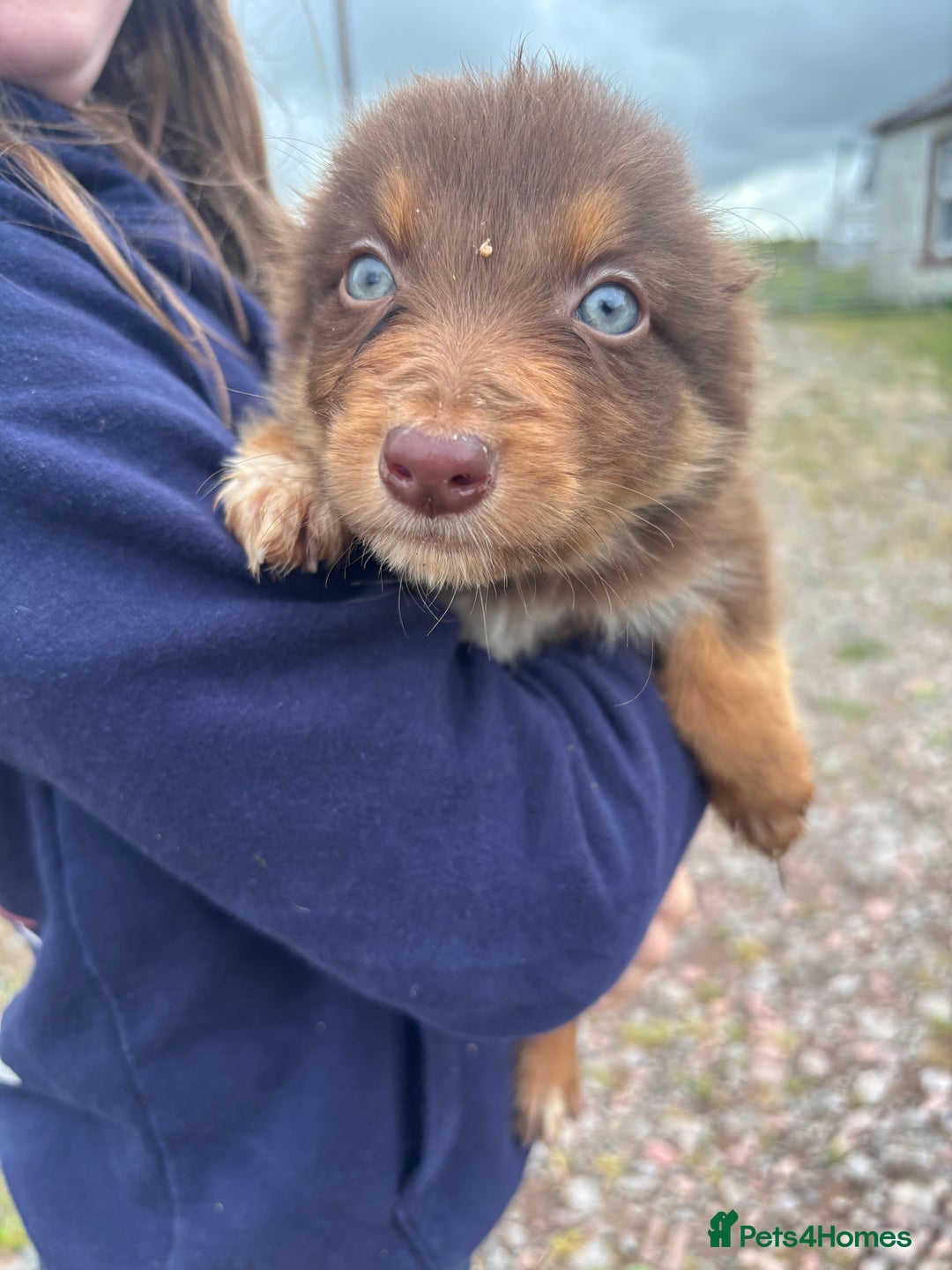 Border Collie dogs for sale: Gorgeous collie pups  - Image 5