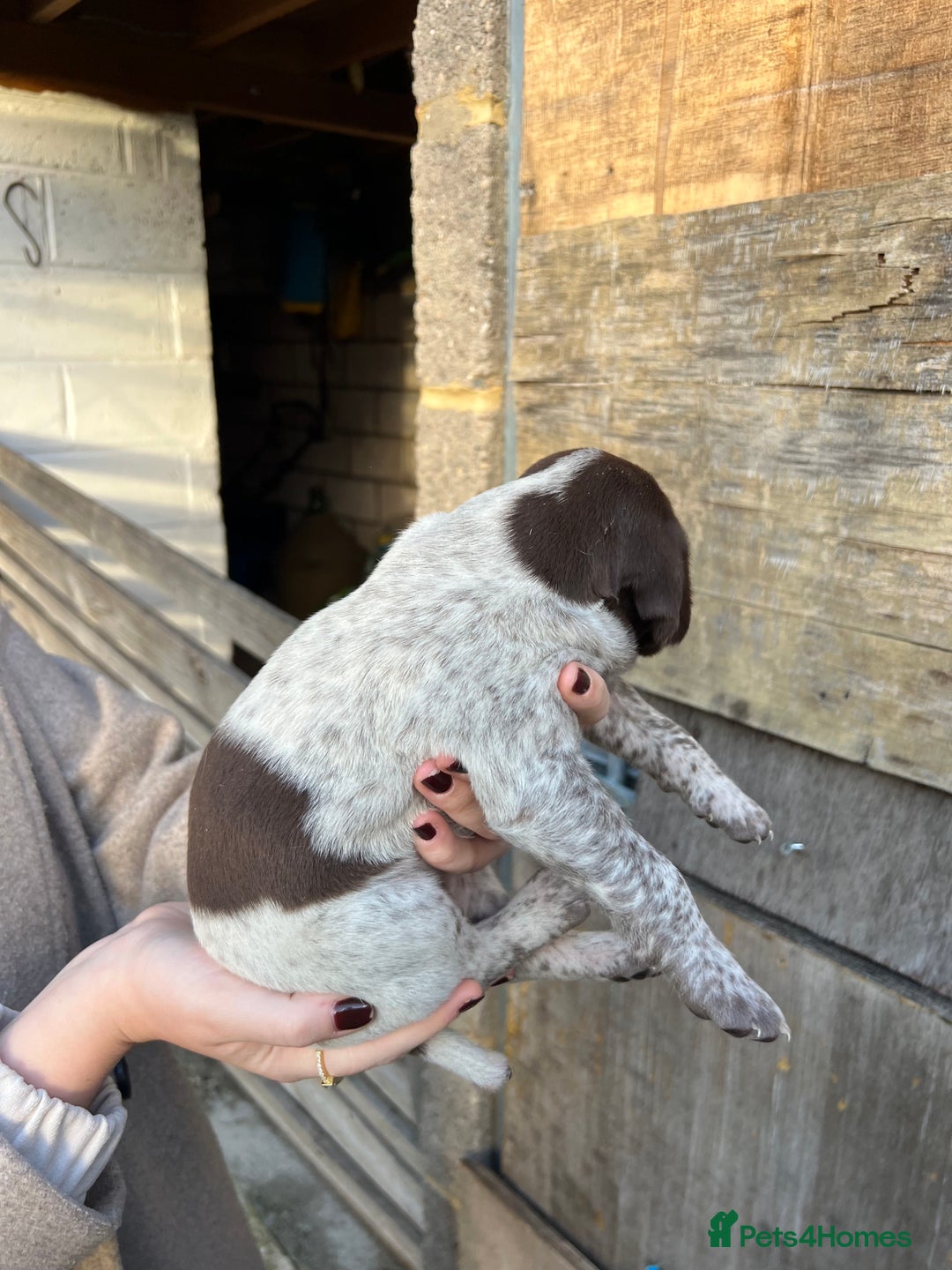 German Shorthaired Pointer dogs for sale: German Shorthaired Pointer Puppies–1 Boy, 1 Girl  - Advert 11