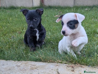 Jack Russell dogs Jack Russell - Advert 5