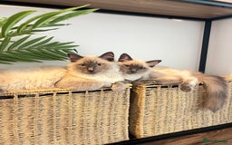 Ragdoll cats for sale: Gorgeous Ragdoll Kittens- 20 weeks old, Ready Now! - Image 10