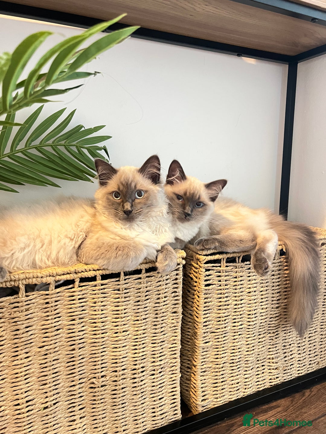 Ragdoll cats for sale: Gorgeous Ragdoll Kittens- 20 weeks old, Ready Now! - Image 10
