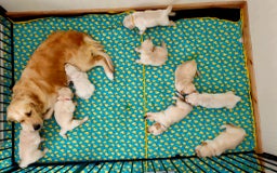 Golden Retriever dogs for sale: Beautiful pedigree golden retriver pups in Fareham - Image 4