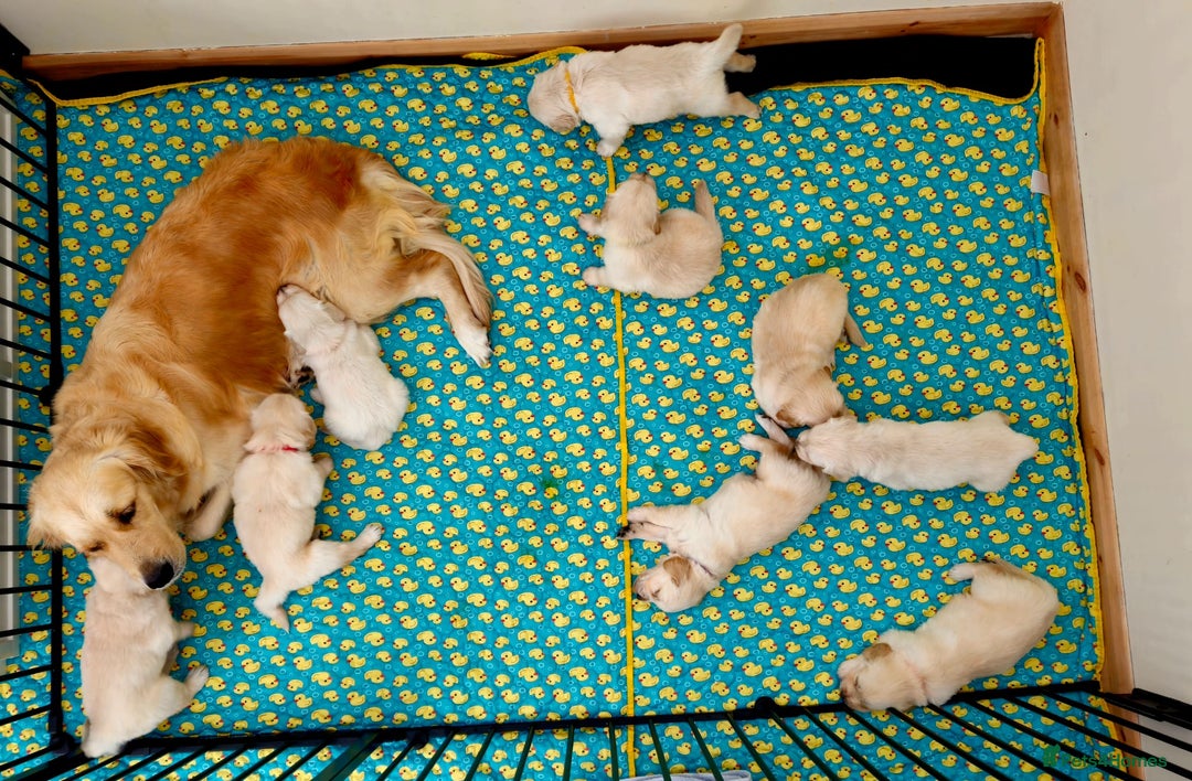 Golden Retriever dogs for sale: Beautiful pedigree golden retriver pups in Fareham - Image 4