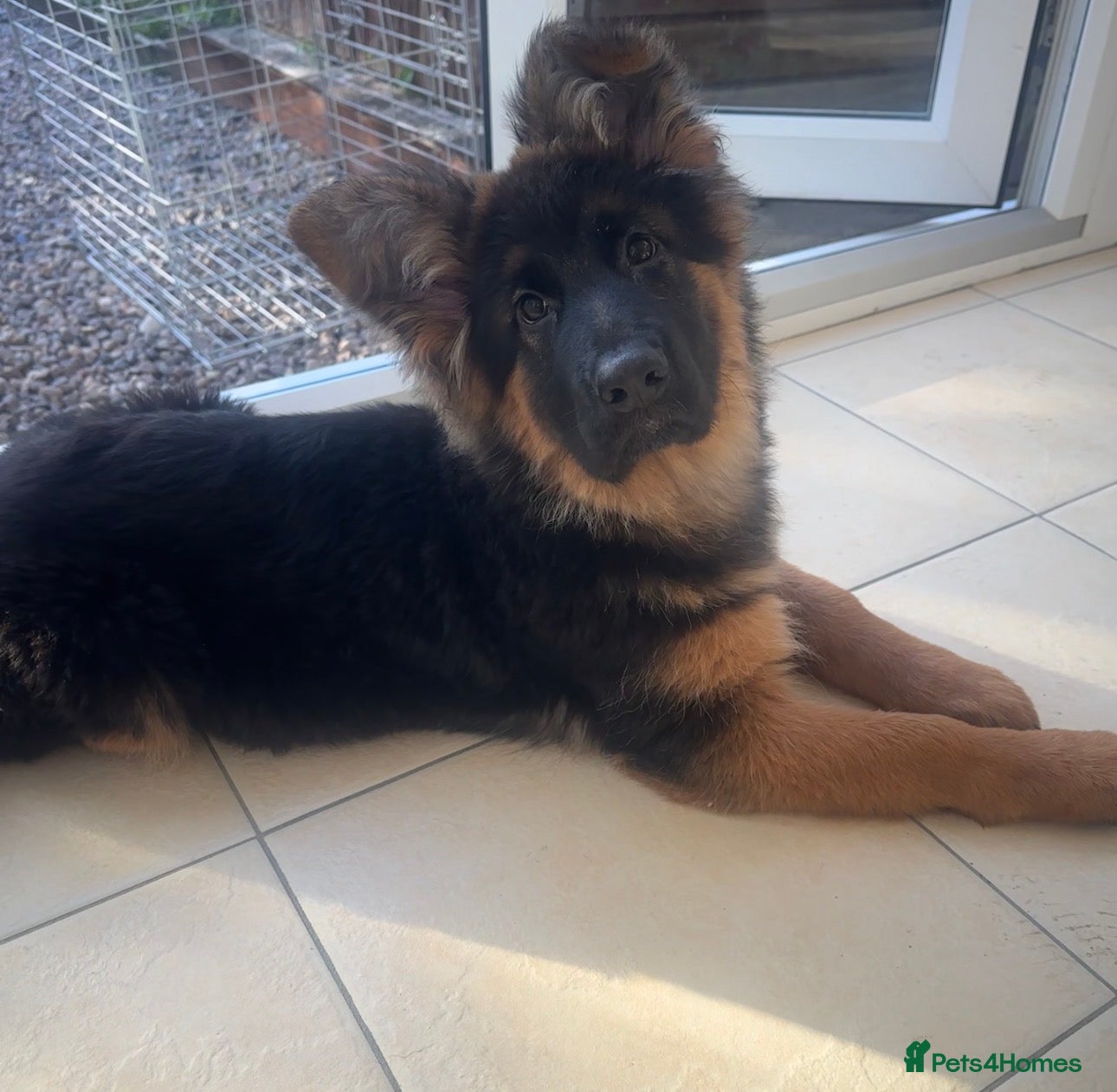 German Shepherd dogs Kc German Shepherd Puppy  - Advert 17