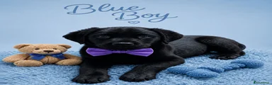 Labrador Retriever Puppy 4