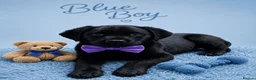 Labrador Retriever dogs for sale: Adorable Litter of Labradors  - Advert 6
