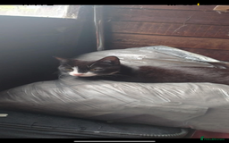 Brazilian Shorthair cats for sale: 6 Week Old Male kittens - Image 5