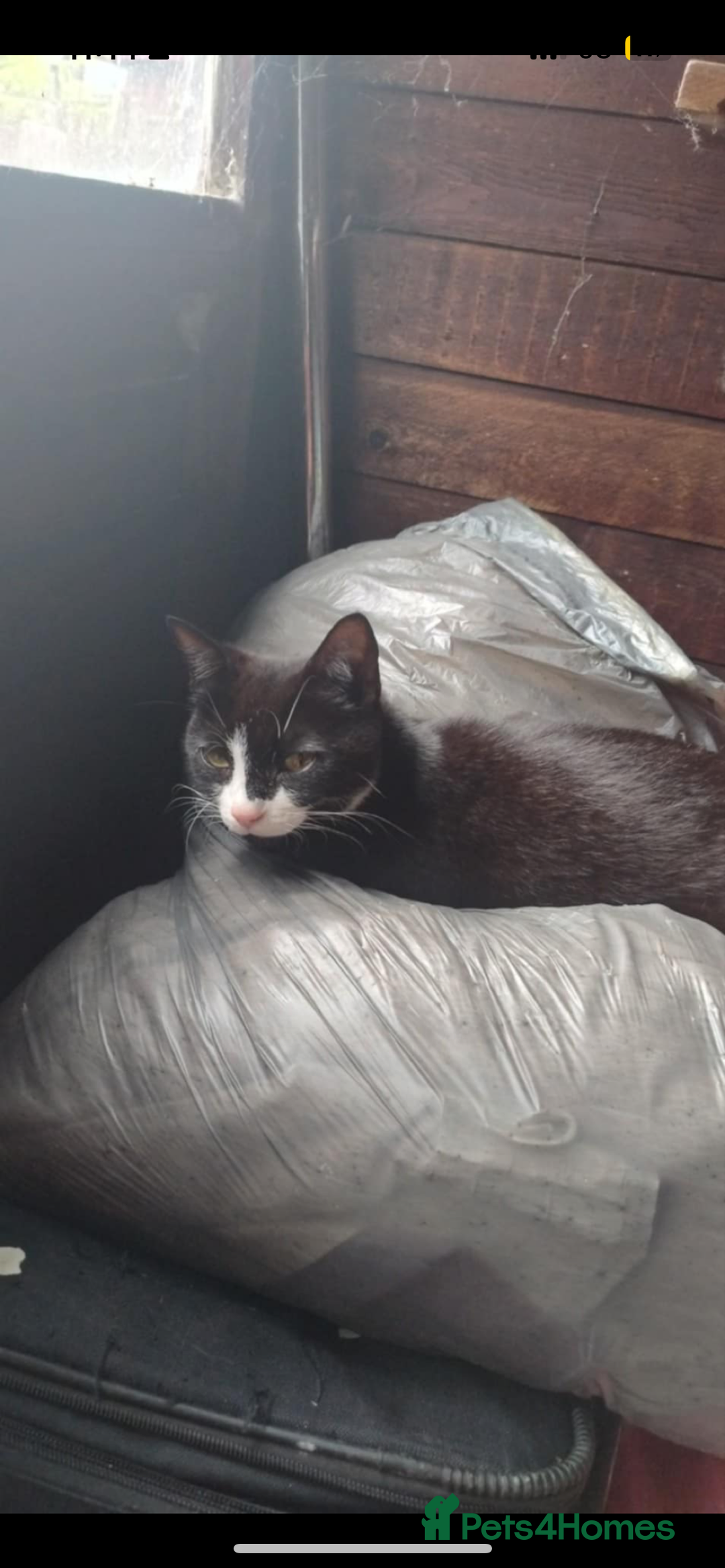 Brazilian Shorthair cats for sale: 6 Week Old Male kittens - Image 5
