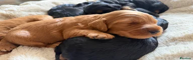 Cockapoo 3
