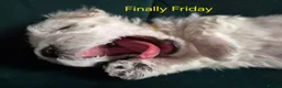 Bichon Frise dogs for sale: GORGEOUS BICHON FRISE - 🩷 3 girls  - Advert 13