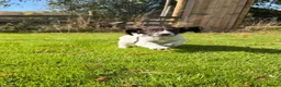 English Springer Spaniel dogs for sale: SPRINGER SPANIEL PUPPIES in Broxburn - Advert 9