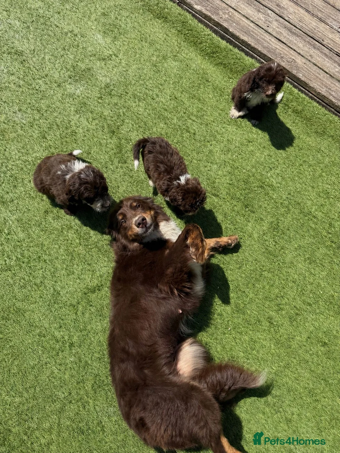 Bordoodle dogs for sale: Gorgeous Bordoodles - Advert 1