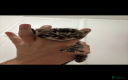 Bengal cats for sale: Bengal kittens - Image 3