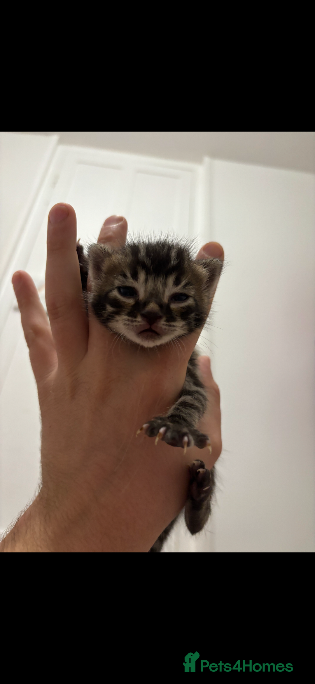 Bengal cats for sale: Bengal kittens - Image 3