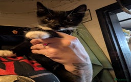 Mixed Breed cats for sale: Gorgeous pair of brothers - Image 2