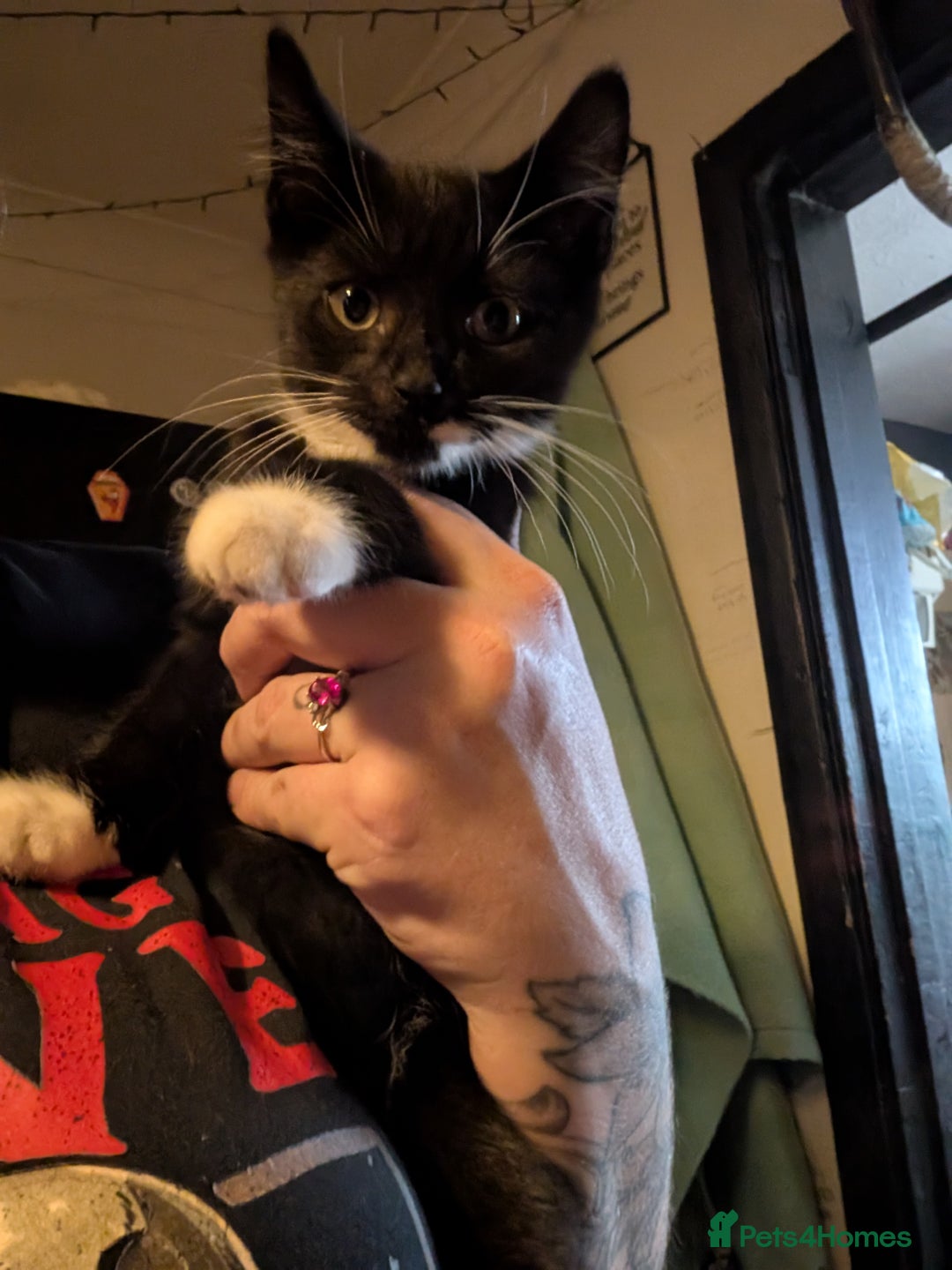 Mixed Breed cats for sale: Gorgeous pair of brothers - Image 2