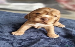 Cocker Spaniel dogs for sale: Charming English Show Cocker Spaniel Puppies  - Advert 10