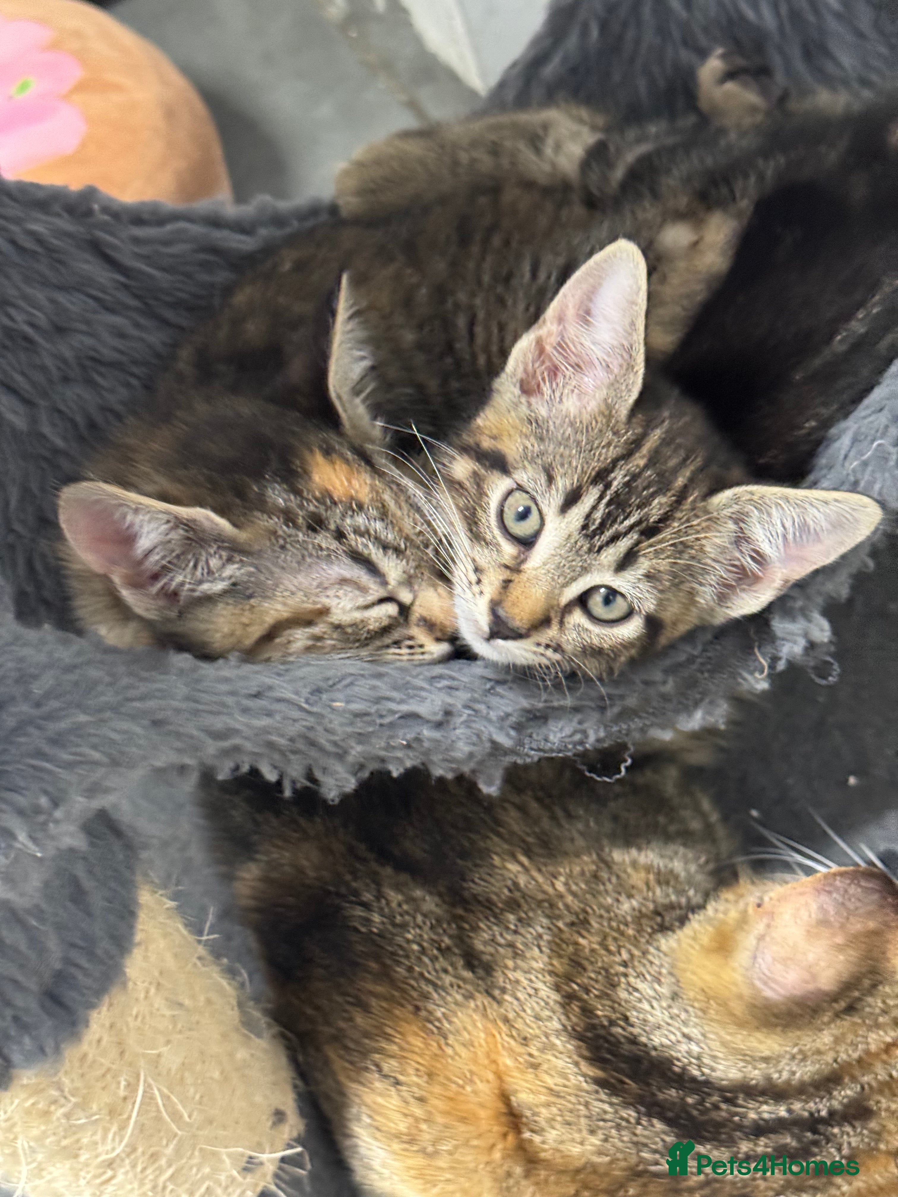Mixed Breed cats American shorthair x bsh kittens please red descrp - Advert 2