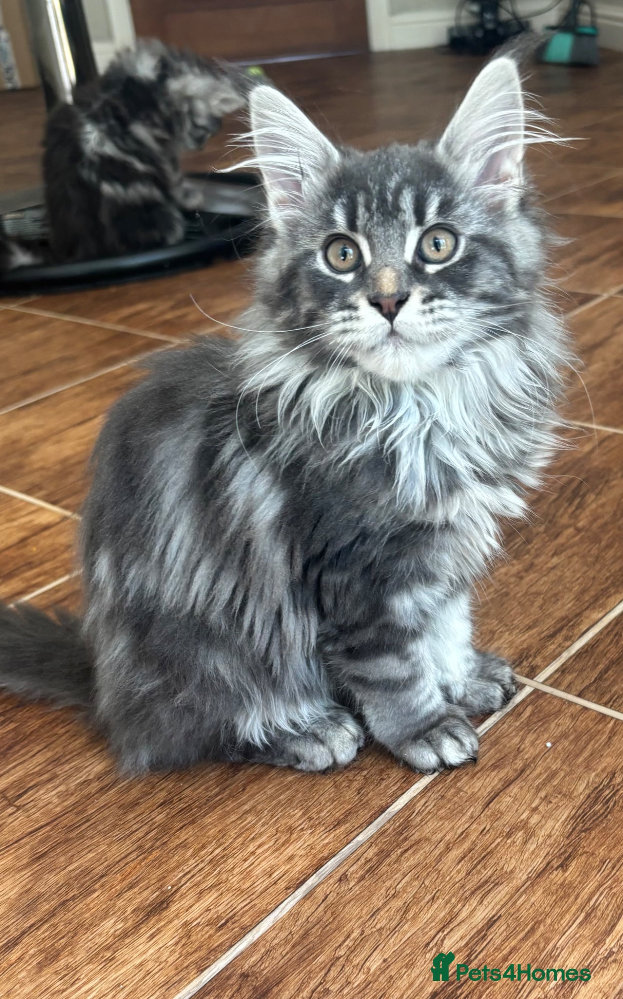 Maine Coon cats Stunning TICA Registered Female Maine Coon - Advert 2