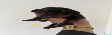 Rottweiler 3